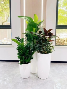 宁波慈溪花卉出租，服务贴心，让花卉装扮您的美好生活