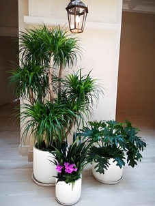 慈溪花木租摆公司